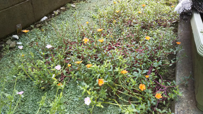 10��14���̃|�[�`�����J4