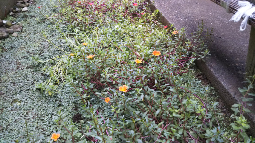 10��14���̃|�[�`�����J5