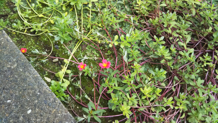 10��14���̃|�[�`�����J7