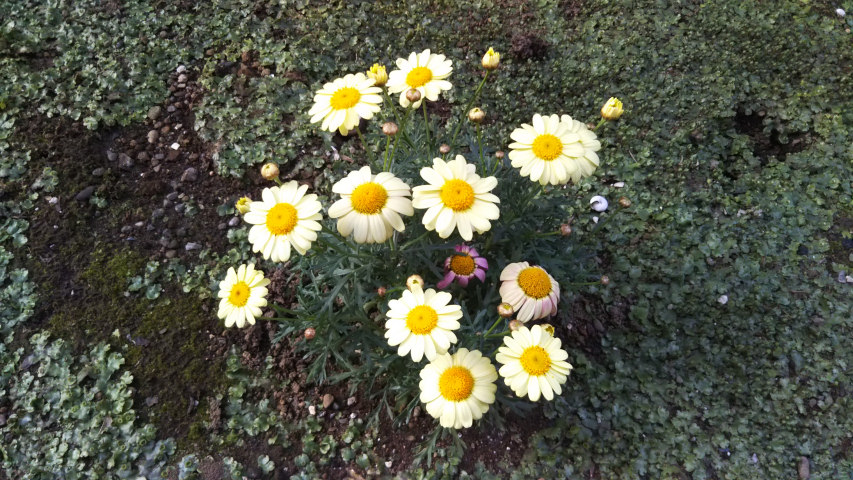 �}�[�K���b�g1