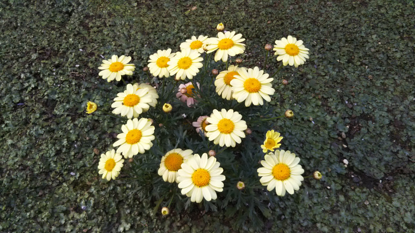 �}�[�K���b�g3