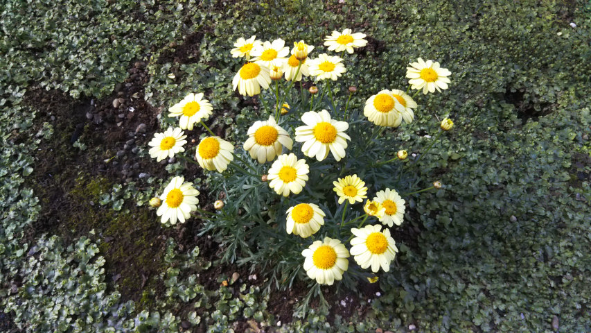 4��7����7�����̃}�[�K���b�g1