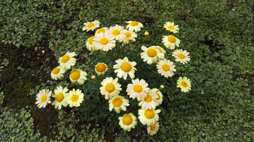 4��16����7�����̃}�[�K���b�g1