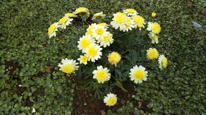 4��16����7�����̃}�[�K���b�g2