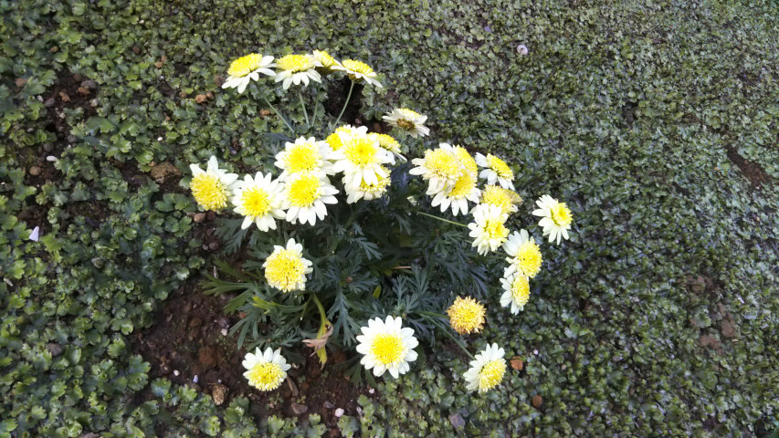 4��21���̒�6��40�����̃}�[�K���b�g2