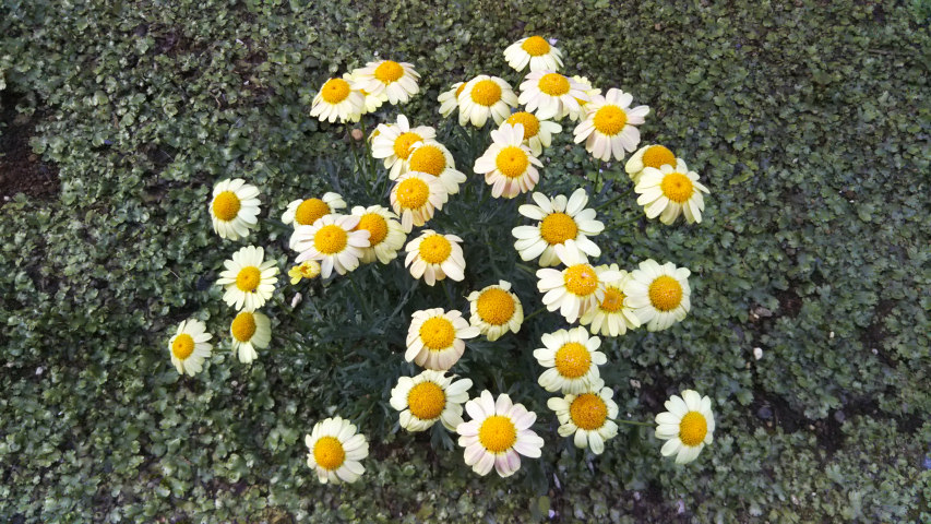 4��21���̒�6��40�����̃}�[�K���b�g3