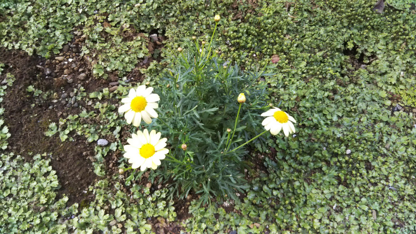 5��5���̒�7�����̃}�[�K���b�g1