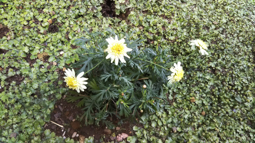 5��5���̒�7�����̃}�[�K���b�g2