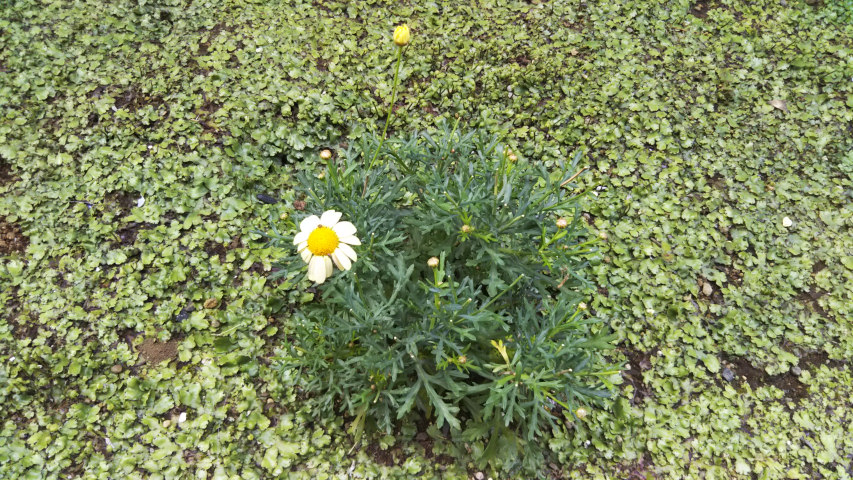 5��5���̒�7�����̃}�[�K���b�g3