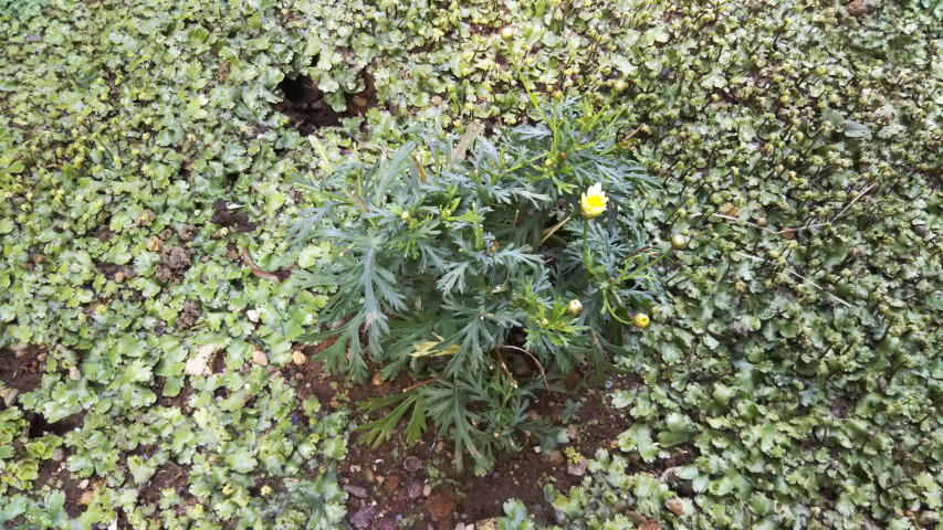 5��12���̒�6��40�����̃}�[�K���b�g2