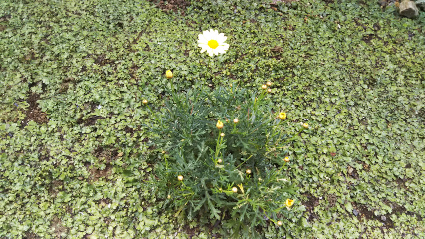 5��12���̒�6��40�����̃}�[�K���b�g3