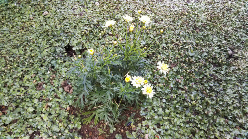 5��26���̒�7�����̃}�[�K���b�g2