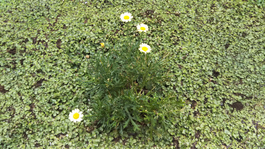 6��2���̒�6��30�����̃}�[�K���b�g3