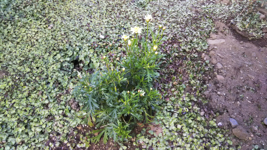 6��18���̒�6��30�����̃}�[�K���b�g2