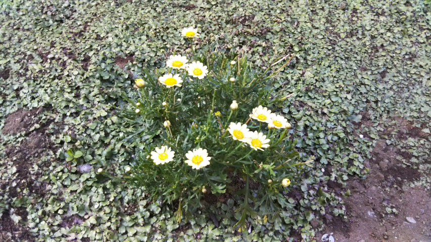 6��18���̒�6��30�����̃}�[�K���b�g3