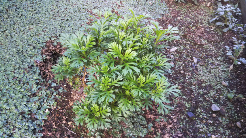 10��21���̒�6��30�����̃}�[�K���b�g2