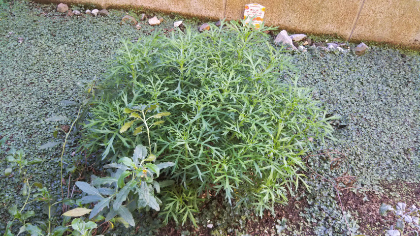 11��11���̂����߂��̃}�[�K���b�g1