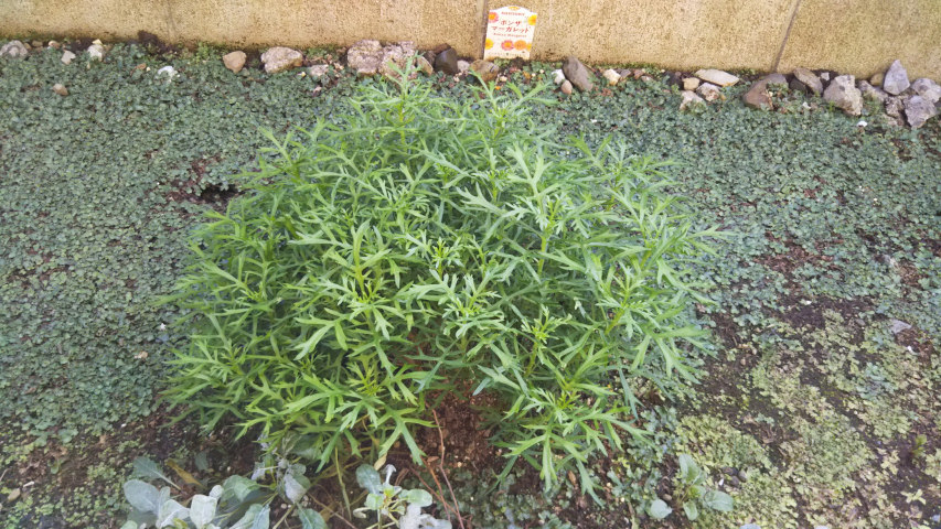 11��11���̂����߂��̃}�[�K���b�g3