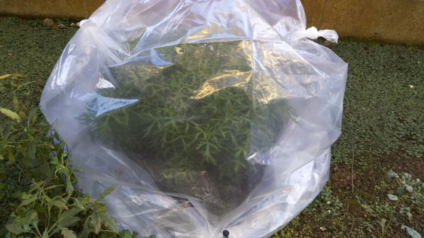 �܂ŕ������}�[�K���b�g1