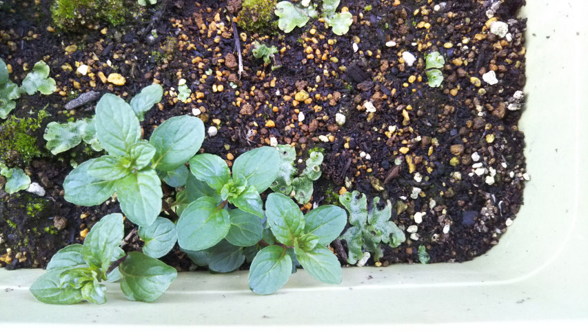 �y�p�[�~���g�̉�2