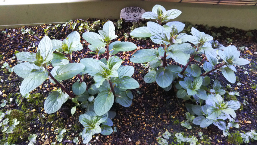 4��7����7�����̃y�p�[�~���g1