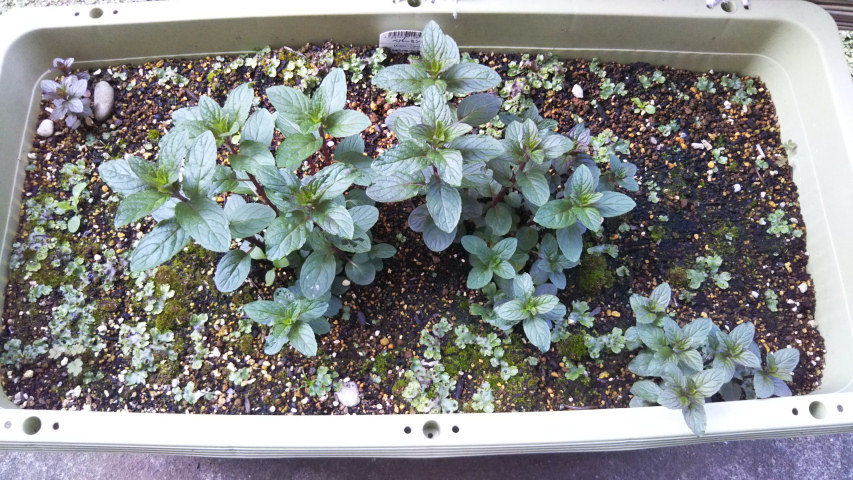 4��16����7�����̃y�p�[�~���g1