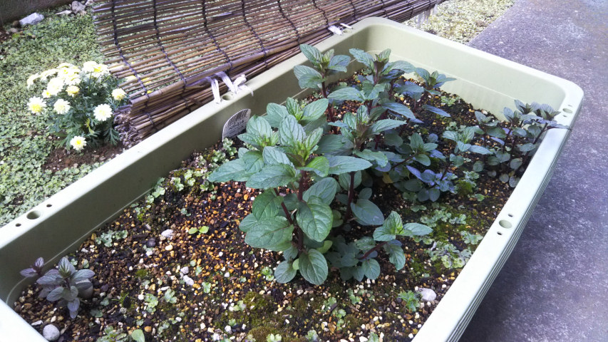 4��16����7�����̃y�p�[�~���g2