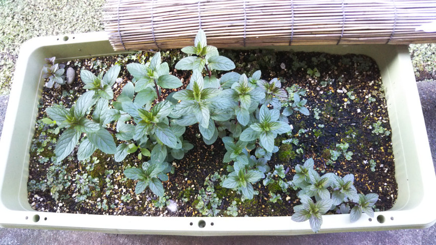 4��21���̒�6��40�����̃y�p�[�~���g1