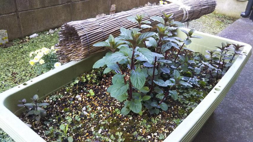 4��21���̒�6��40�����̃y�p�[�~���g3