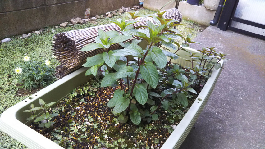 5��5���̒�7�����̃y�p�[�~���g2