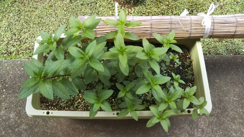 5��12���̒�6��40�����̃y�p�[�~���g1