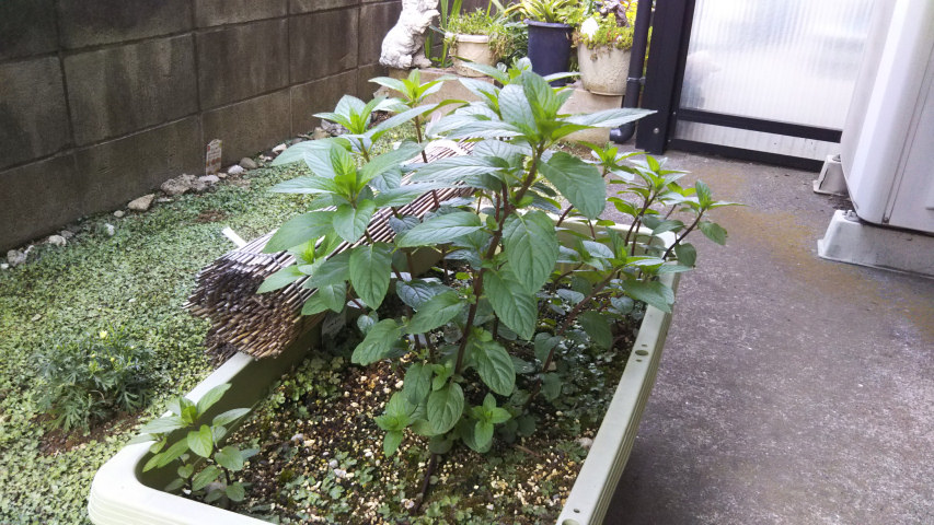 5��12���̒�6��40�����̃y�p�[�~���g2