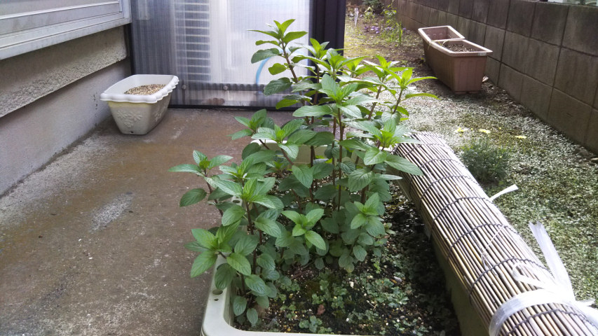 5��12���̒�6��40�����̃y�p�[�~���g3