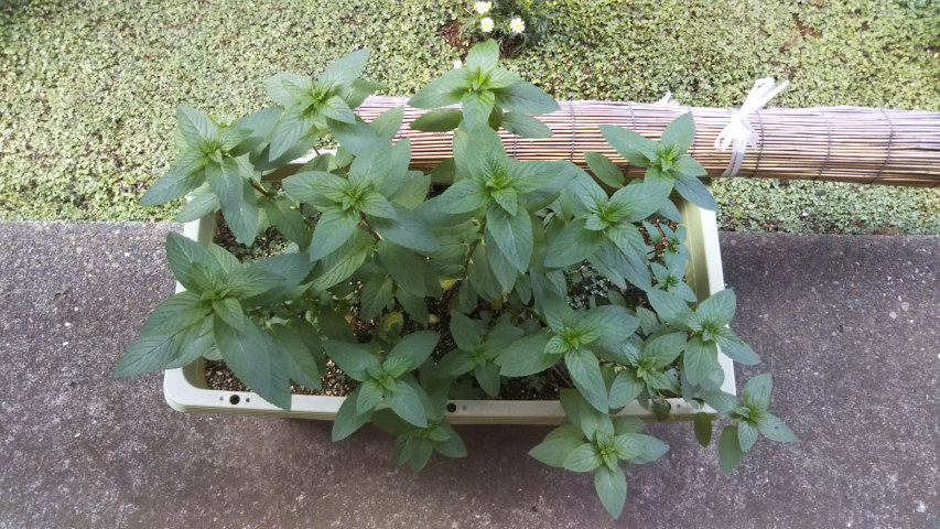 5��26���̒�7�����̃y�p�[�~���g1