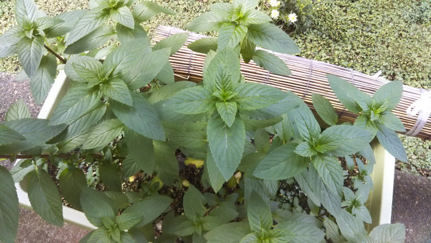 5��26���̒�7�����̃y�p�[�~���g2