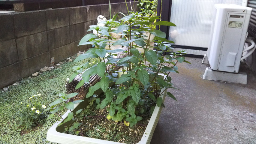 5��26���̒�7�����̃y�p�[�~���g3