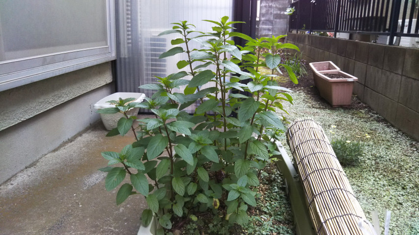 6��2���̒�6��30�����̃y�p�[�~���g4