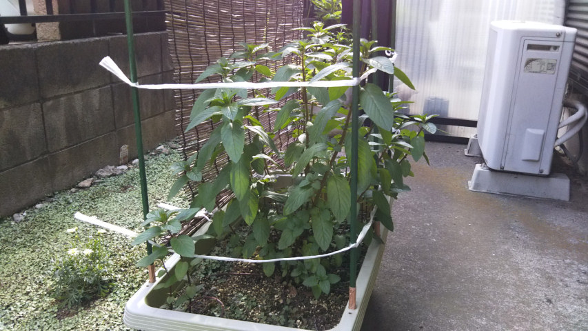 6��2���̗[��4�����̃y�p�[�~���g2