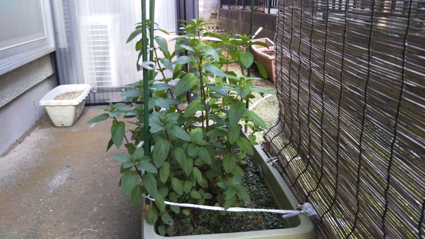 6��2���̗[��4�����̃y�p�[�~���g3