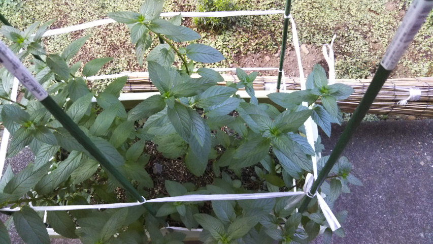 6��18���̒�6��30�����̃y�p�[�~���g2