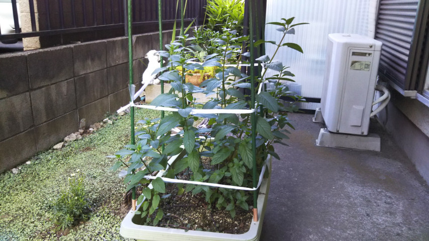 6��18���̒�6��30�����̃y�p�[�~���g3