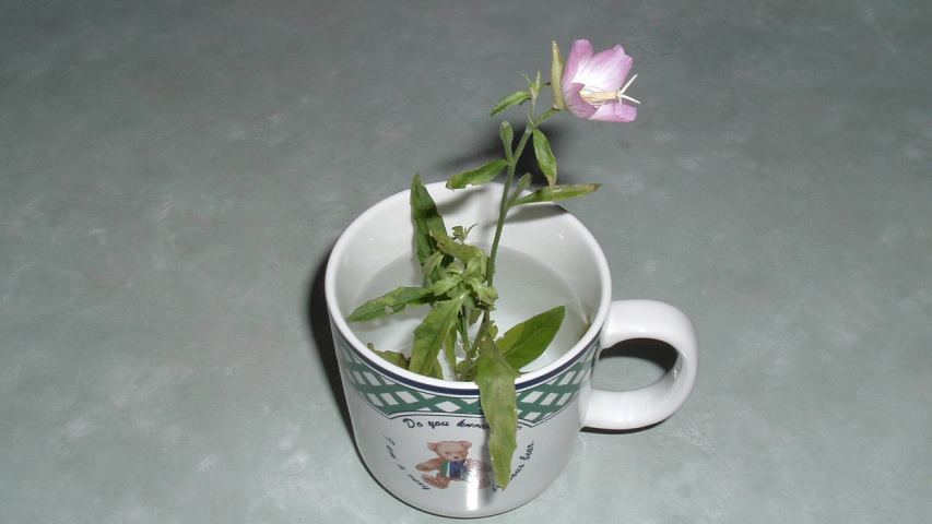 6��5���̗[��5�����̒��猎����2