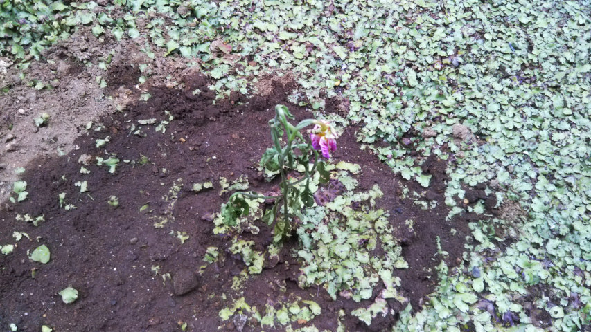 6��6���̒�7��30�����̗���̒��猎����2