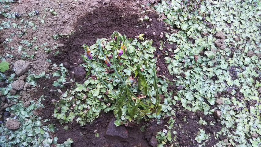 6��6���̒�7��30�����̗���̒��猎����3