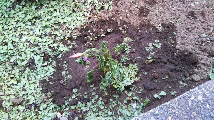 6��6���̒�7��30�����̗���̒��猎����4