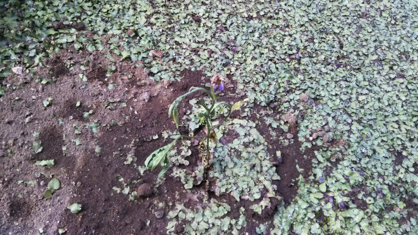 6��8���̒�7��30�����̗���̒��猎����2