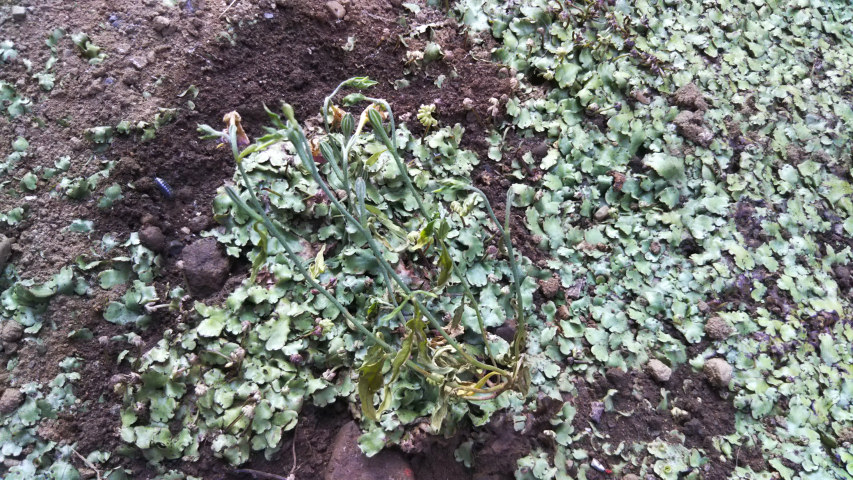 6��8���̒�7��30�����̗���̒��猎����3