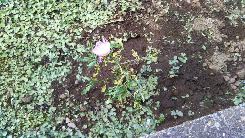 6��8���̒�7��30�����̗���̒��猎����4