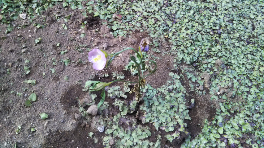 6��9���̒�6��30�����̗���̒��猎����2