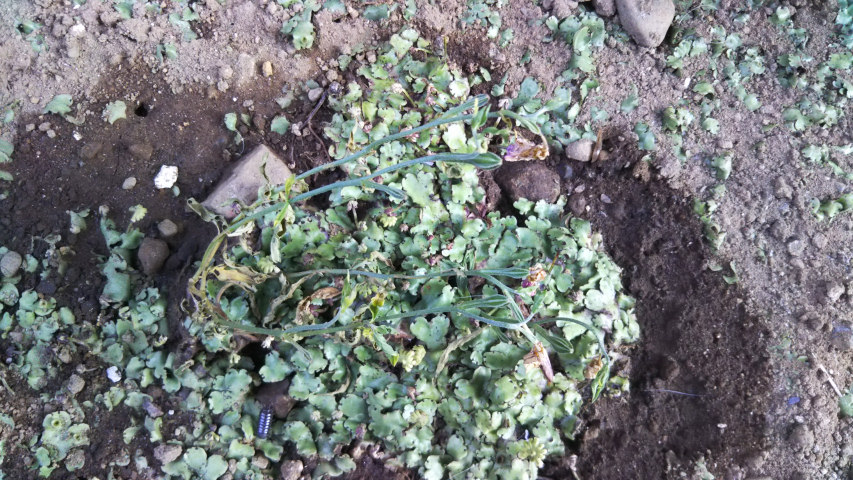 6��9���̒�6��30�����̗���̒��猎����3